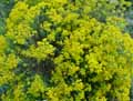 Brassicaceae-Alyssum-argenteum-Alysson-des-murailles-Alysson-argente.jpg