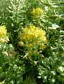 Alyssum montanum