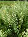 Alyssum montanum