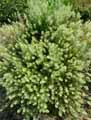 Brassicaceae-Alyssum-montanum-Alysson-des-montagnes-Passerage-des-montagnes-Alysson-de-Bourgogne.jpg
