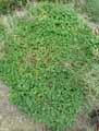 Brassicaceae-Arabis-alpina-Arabette-des-Alpes-Corbeille-d-argent.jpg