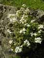 Arabis caucasica