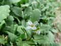 Arabis caucasica