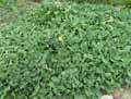 Arabis caucasica
