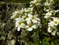Brassicaceae-Arabis-caucasica-Arabette-du-Caucase-Corbeille-d-argent.jpg