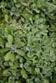 Arabis caucasica Rosea