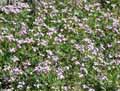 Arabis caucasica Rosea