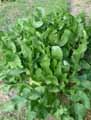Brassicaceae-Armoracia-rusticana-Raifort-Moutarde-des-Allemands-Radis-de-cheval.jpg