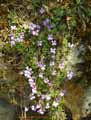 Aubrieta cilicica