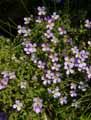 Aubrieta deltoidea