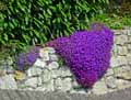 Aubrieta deltoidea