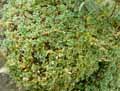 Aubrietia gracilis