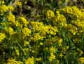 Aurinia petraea