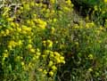 Aurinia petraea