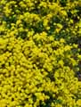 Aurinia saxatilis, Alyssum saxatile