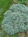 Aurinia saxatilis, Alyssum saxatile