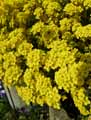 Aurinia saxatilis, Alyssum saxatile