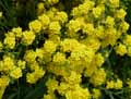 Aurinia saxatilis, Alyssum saxatile