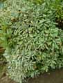 Aurinia saxatilis, Alyssum saxatile