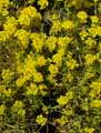Aurinia saxatilis, Alyssum saxatile