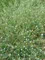 Brassicaceae-Berteroa-incana-Alysson-blanc-Berteroa-blanchatre.jpg
