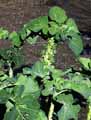 Brassicaceae-Brassica-gemmifera-Choux-de-Bruxelles.jpg