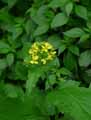 Brassica juncea