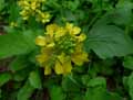 Brassica juncea