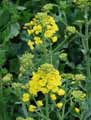 Brassicaceae-Brassica-napus-Colza.jpg