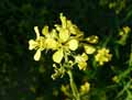 Brassica nigra