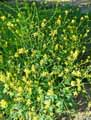 Brassicaceae-Brassica-nigra-Moutarde-noire-Seneve-noir.jpg