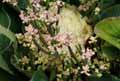 Brassica oleracea var. botrytis