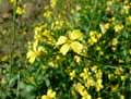 Brassicaceae-Bunias-erucago-Roquette-des-champs-Bunias-fausse-Roquette.jpg