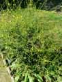 Bunias orientalis