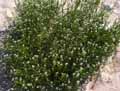 Cakile maritima
