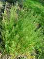 Camelina sativa