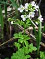 Cardamina amara