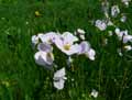 Cardamine pratensis