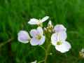 Cardamine pratensis