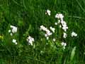 Cardamine pratensis