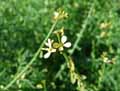 Carrichtera annua