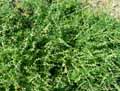 Carrichtera annua