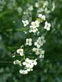 Crambe cordifolia