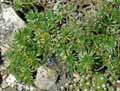 Draba dedeana