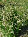 Eruca sativa