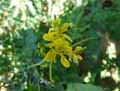 Erucastrum nasturtiifolium