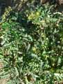 Erucastrum nasturtiifolium
