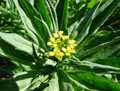 Erysimum cheiranthoides