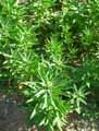 Erysimum cheiranthoides