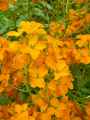 Erysimum x Allionii